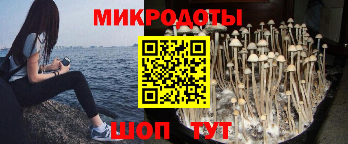 Лесосибирск  Галлюциногенные грибы Cubensis  Вход с VPN 